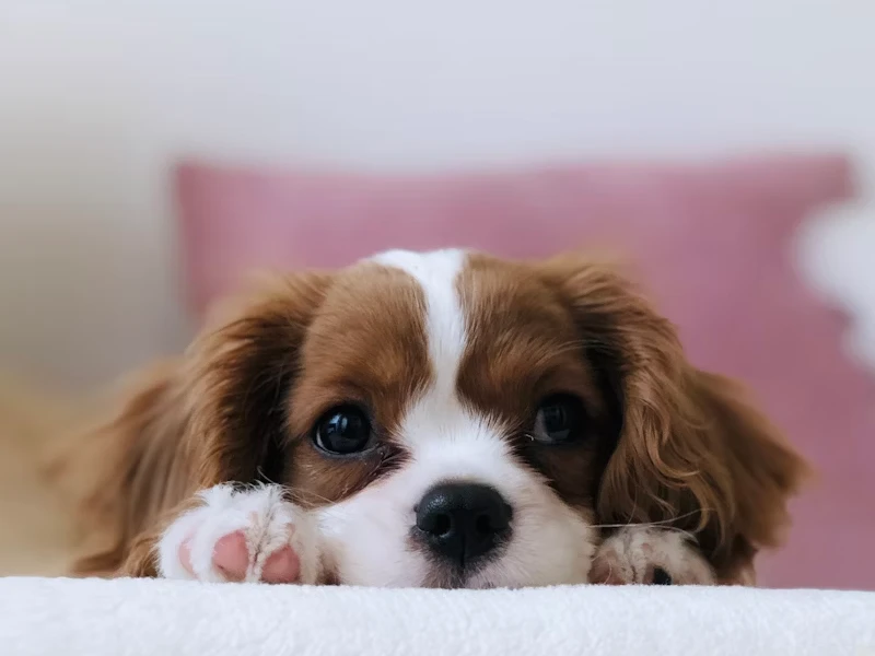 Housebreaking your Puppy