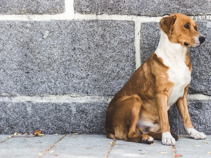 Dog Skin Allergies