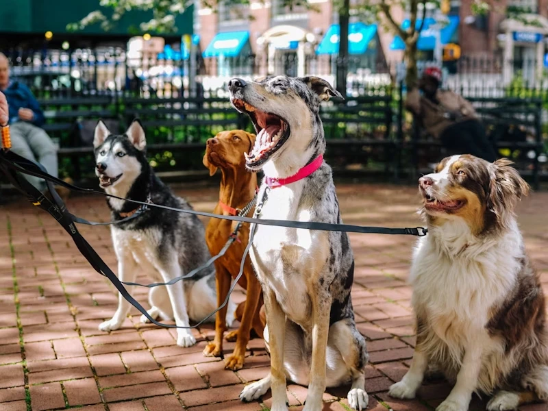 Pack Leadership