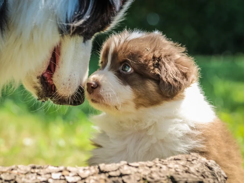 Socializing a new Puppy
