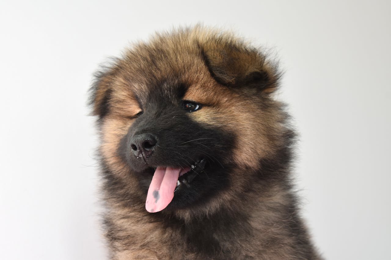 Training German Shepherds