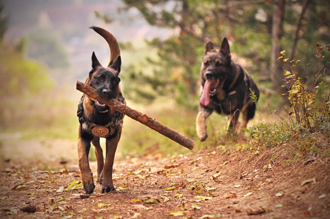 Training German Shepherds