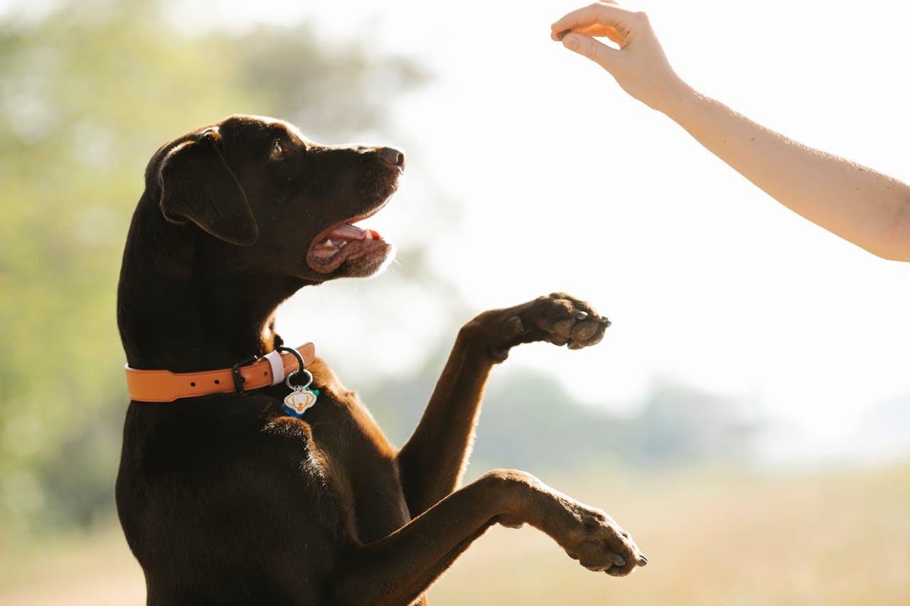 Professional Dog Training