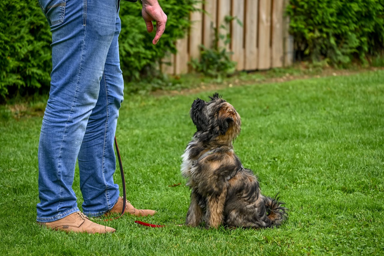 Professional Dog Training
