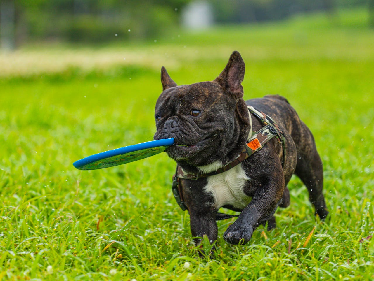 Consistency in Dog Training