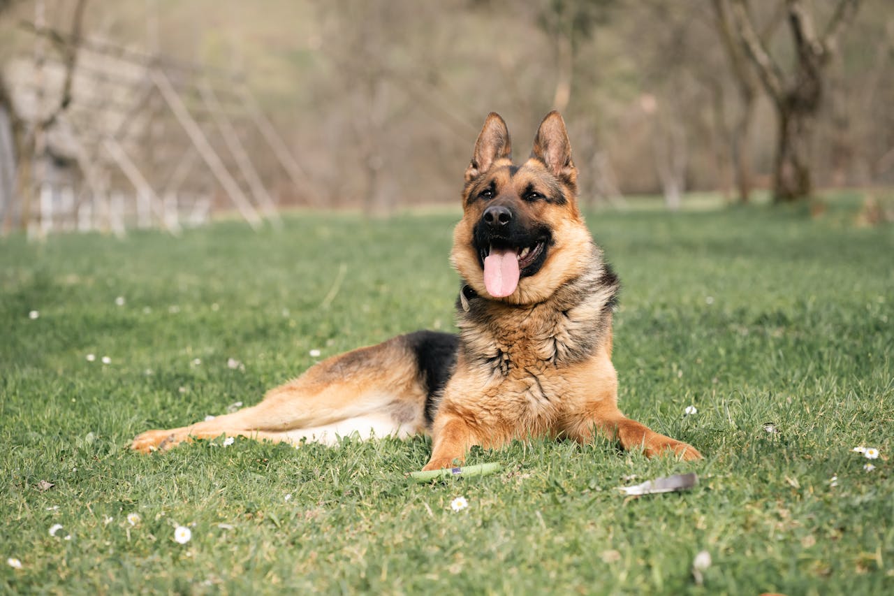 Consistency in Dog Training