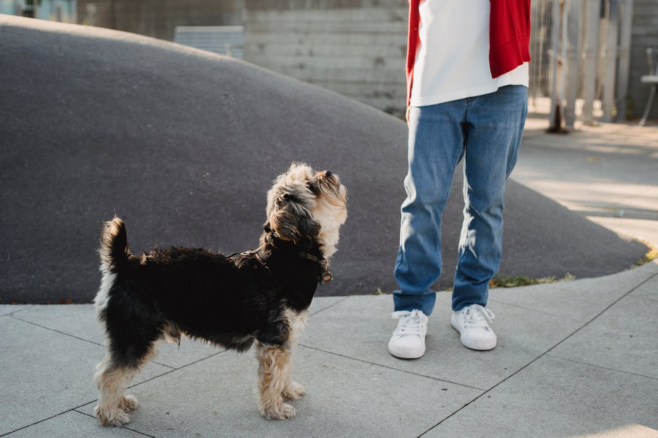 Consistency in Dog Training