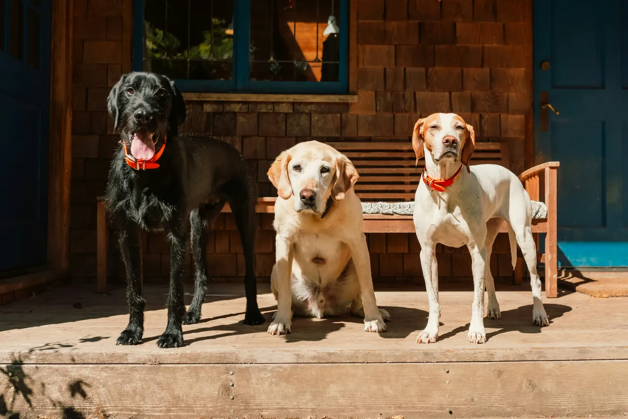 How To Read Dog Body Language and canine communication