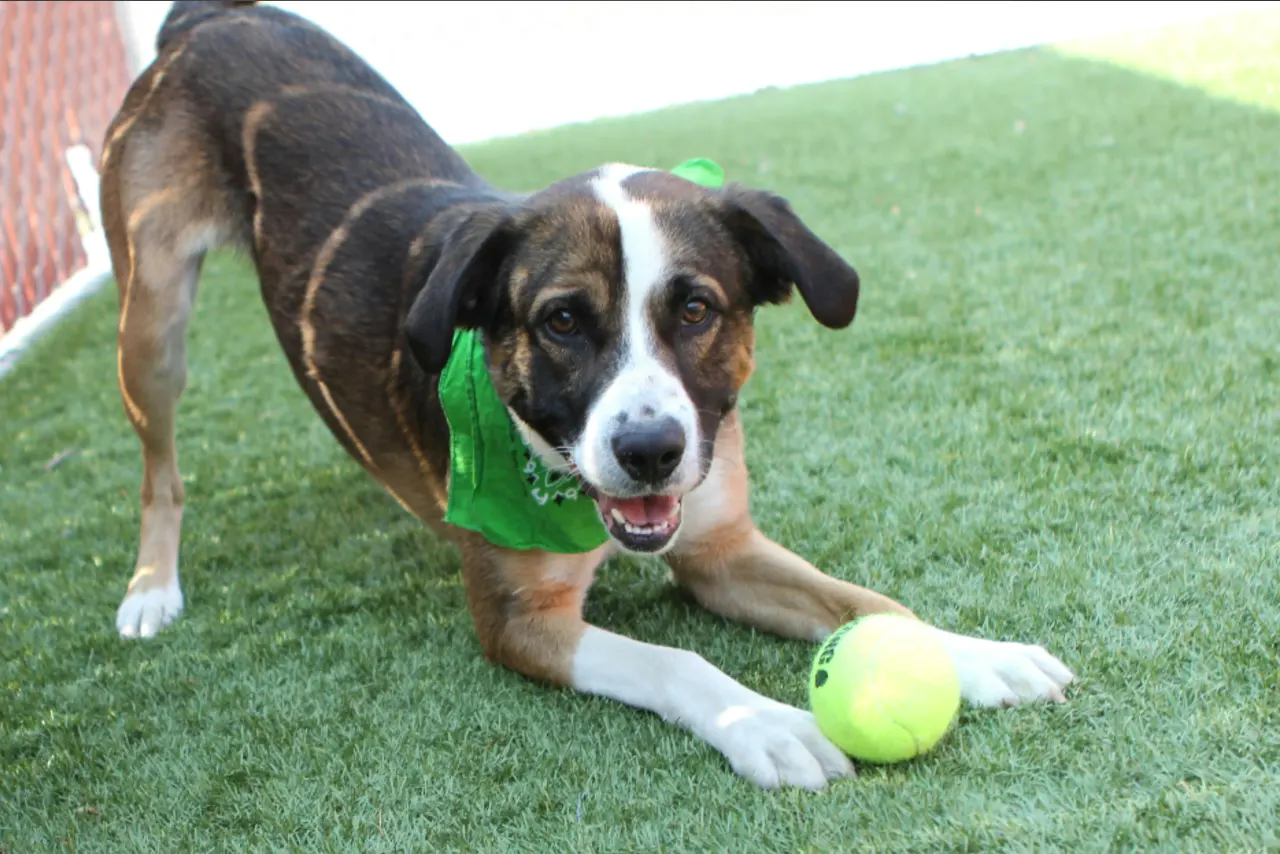 a dog is playing with a tennis ball