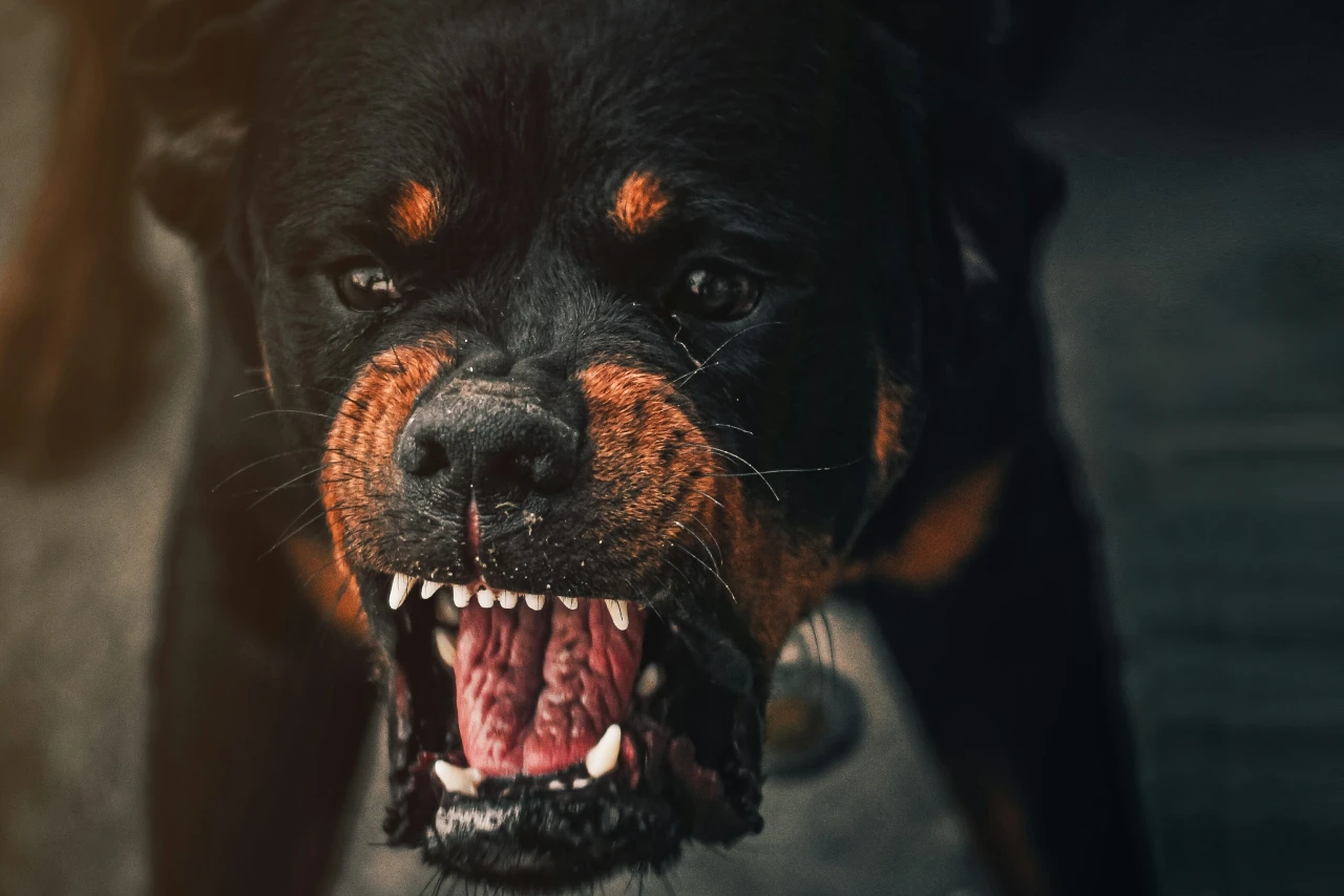deciphering dog body language for dog with its mouth open when dog uncomfortable