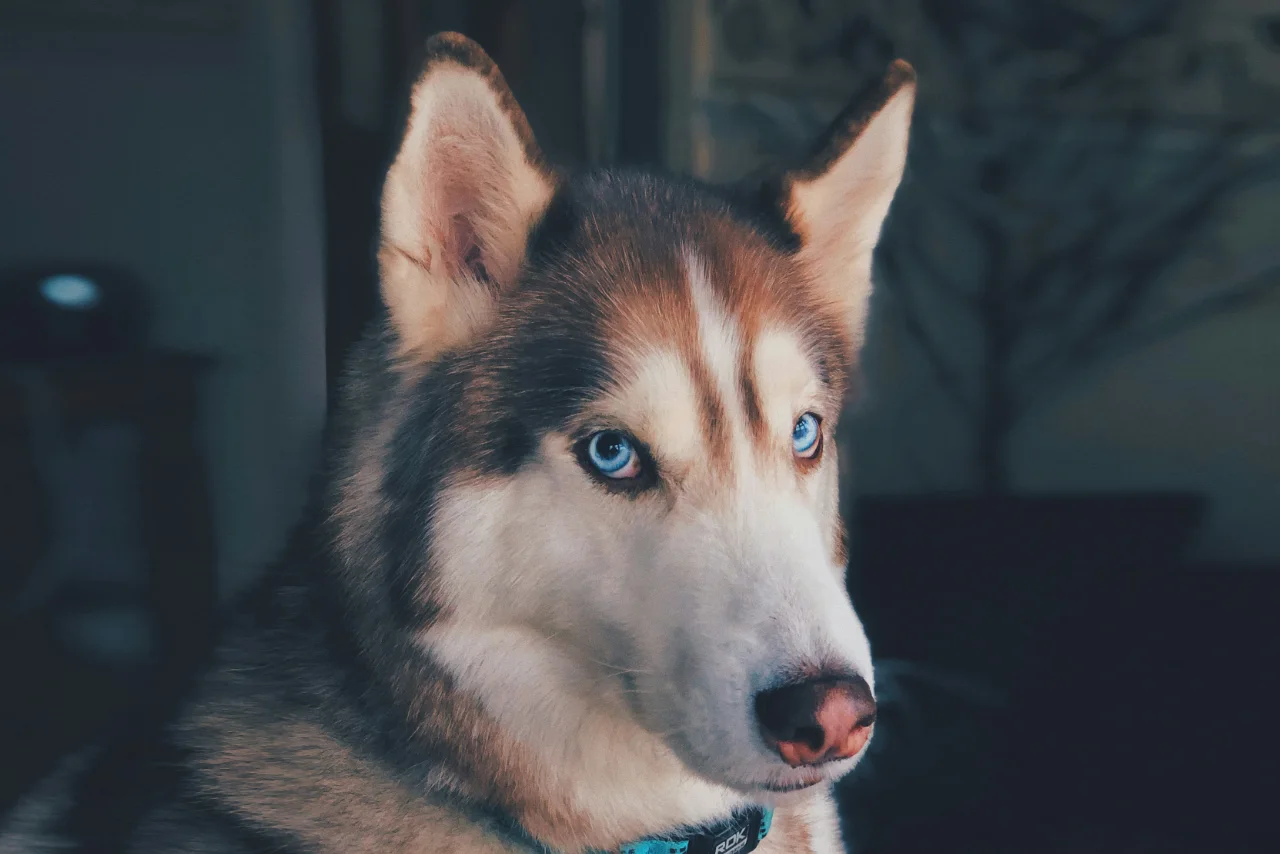 dog's body posture - cute eyes