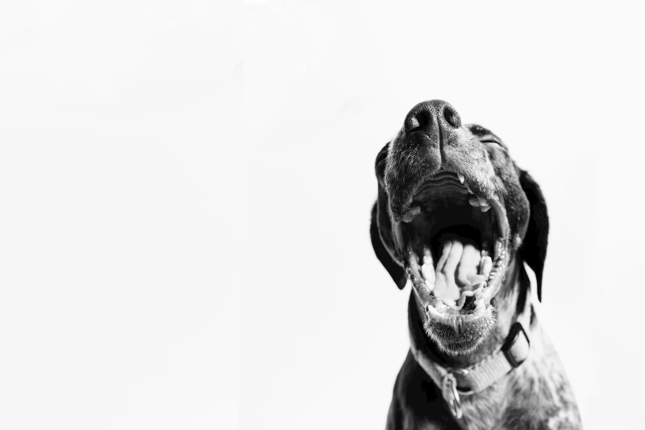 dog's mood when yawning