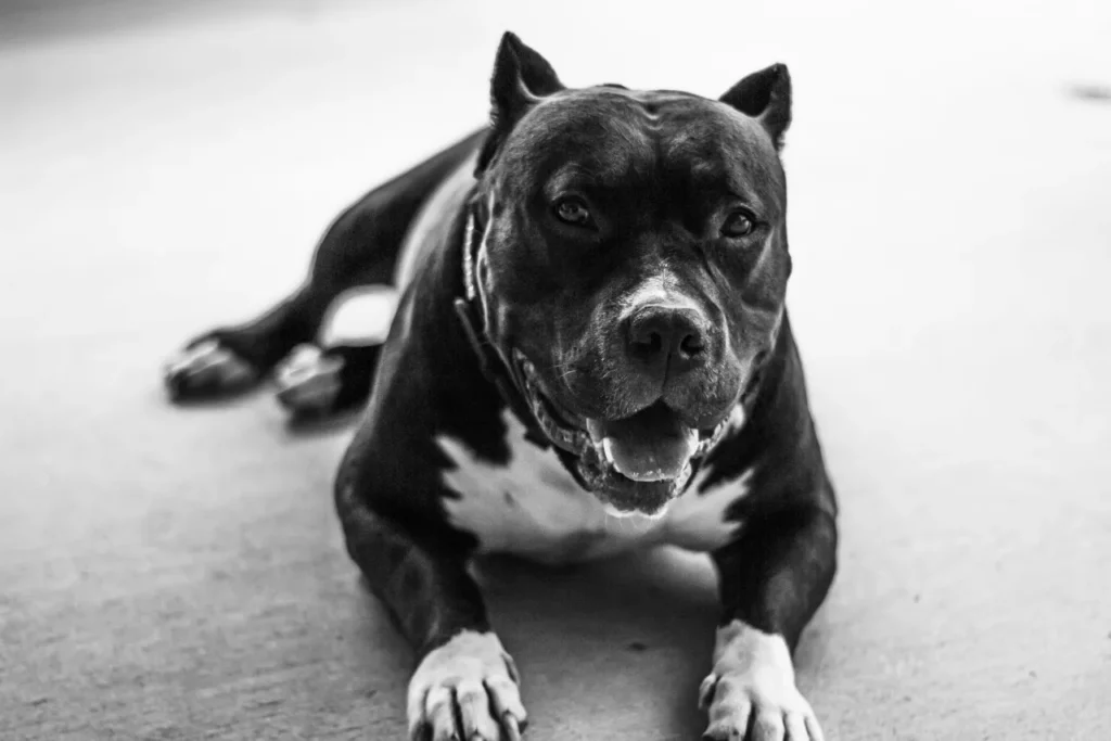 short-coated black and white Pitbull with ear cropping