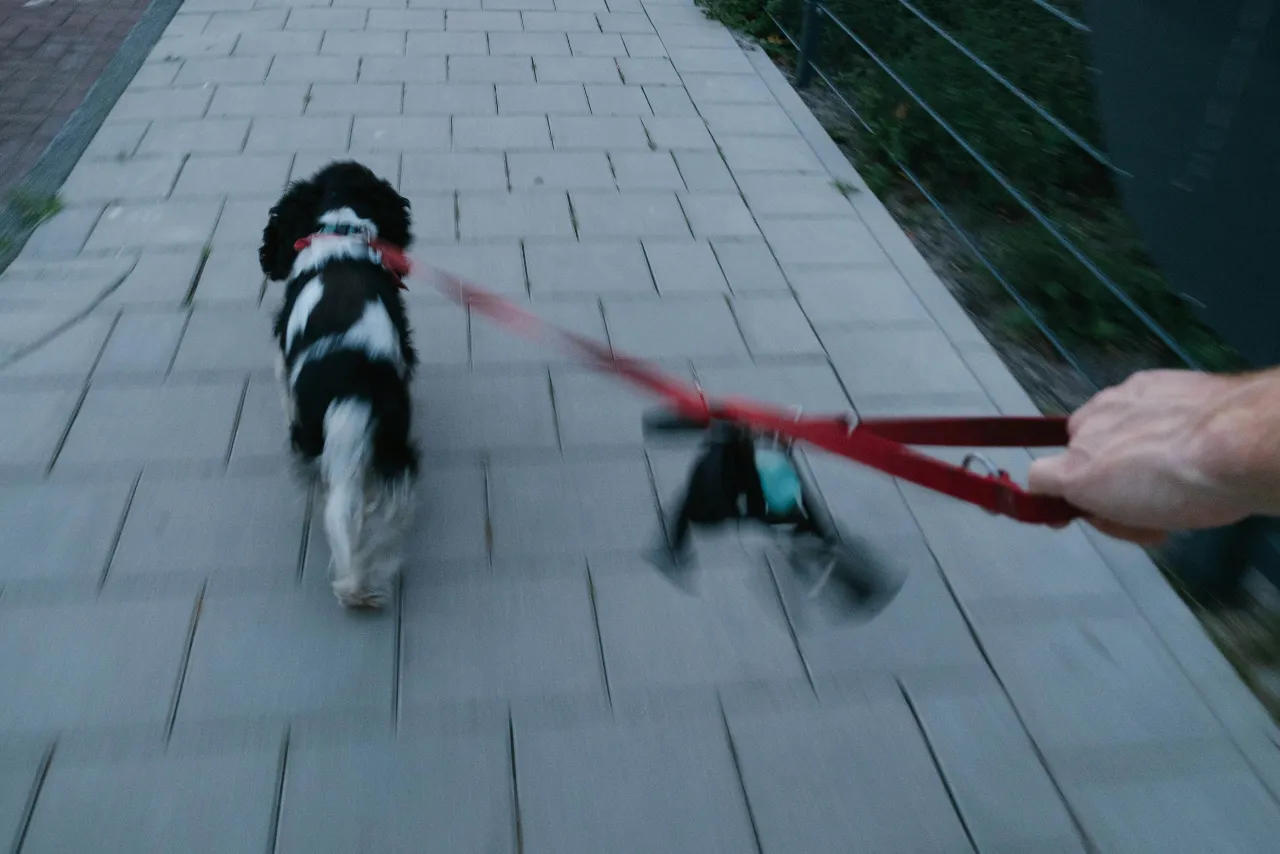 A dog walks on a leash down a path