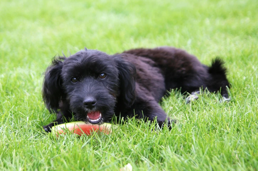 black puppy playing in the grass
