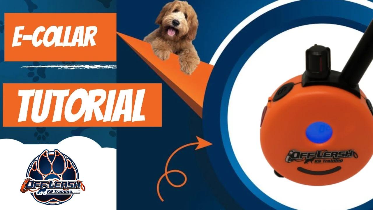 dog learns with an e collar