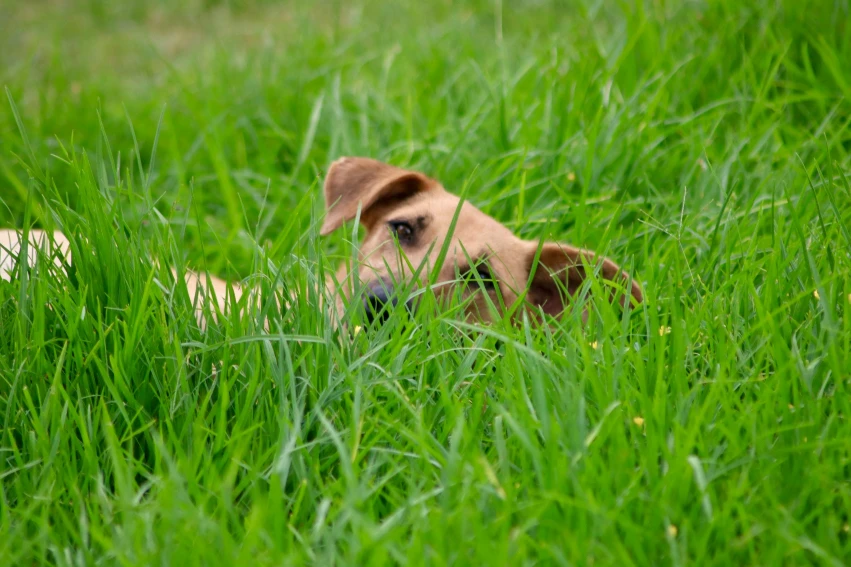 dog rolling around in the grass