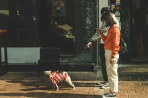 stop leash pulling in 7 steps