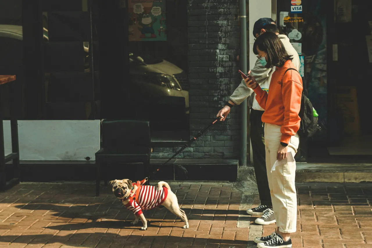stop leash pulling in 7 steps