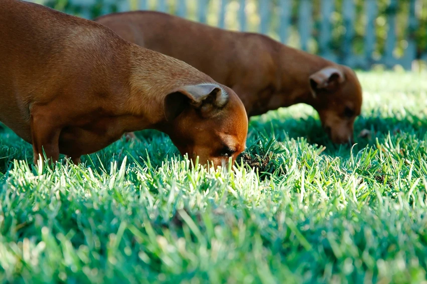 two dogs eating grass