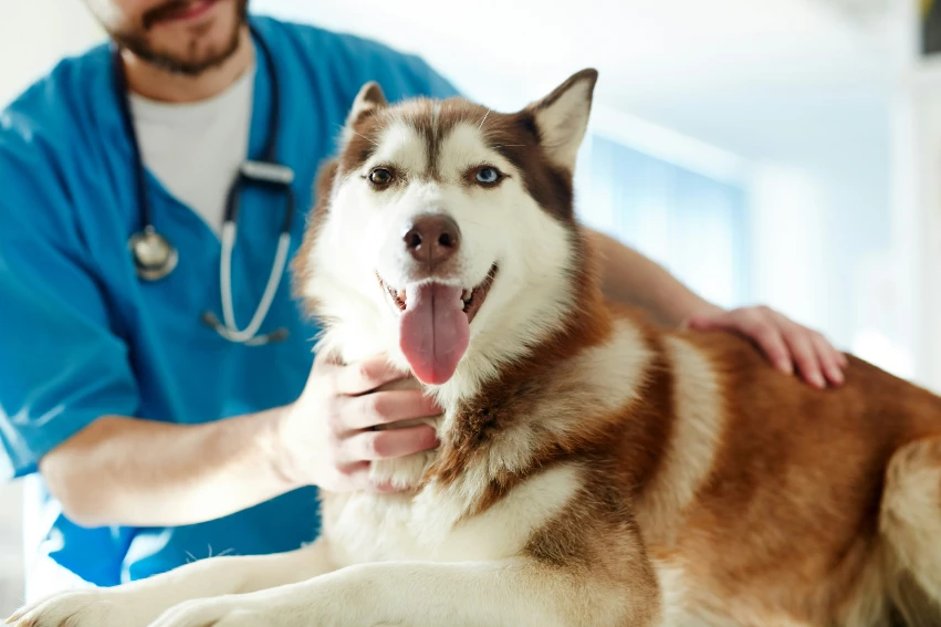 veterinarian with a dog