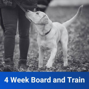 4 Week Board and Train